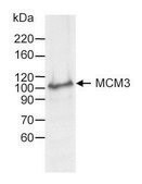 Goat anti-MCM3 Antibody, Affinity Purified Powered by Bethyl Laboratories, Inc.
