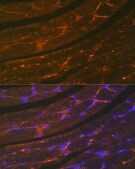 Anti-Dystrophin Antibody, clone 10G10K7, Rabbit Monoclonal