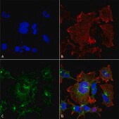 Monoclonal Anti-NPAS4-Atto 595 antibody produced in mouse clone S408-79