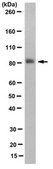 Anti-FoxP2 Antibody, clone FOXP2-73A/8 clone FOXP2-73A/8, from mouse