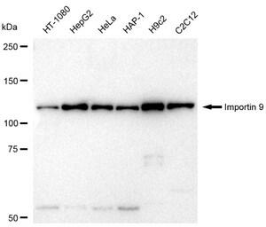 KD-Validated Anti Importin 9 Antibody, clone 23GB5990, Rabbit Monoclonal clone 23GB5990, recombinant rabbit monoclonal, expressed in HEK293 cells