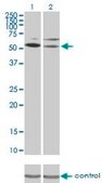Monoclonal Anti-STK17A antibody produced in mouse clone 4D12, purified immunoglobulin, buffered aqueous solution