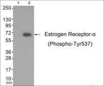 Anti-phospho-Estrogen Receptor-&#945; (pTyr537) antibody produced in rabbit affinity isolated antibody