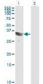 Monoclonal Anti-GSC antibody produced in mouse clone 4H7, purified immunoglobulin, buffered aqueous solution