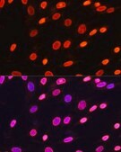 Anti-Pan DiMethyl-lysine antibody produced in rabbit