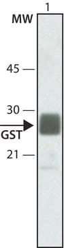 Anti-Glutathione-S-Transferase (GST)–Peroxidase Conjugate antibody produced in rabbit IgG fraction of antiserum, buffered aqueous solution