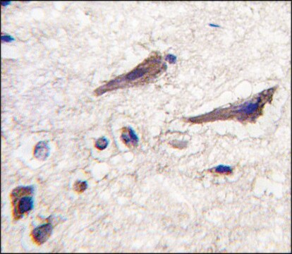 Anti-PSMA5 (center) antibody produced in rabbit Ig fraction of antiserum, buffered aqueous solution