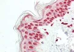 Anti-ELF2 antibody produced in rabbit affinity isolated antibody
