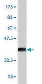 Monoclonal Anti-TSKS antibody produced in mouse clone 2E9, purified immunoglobulin, buffered aqueous solution