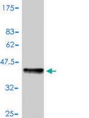 Monoclonal Anti-CSTB antibody produced in mouse clone M1-C1, purified immunoglobulin, buffered aqueous solution