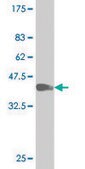 Monoclonal Anti-SGK2 antibody produced in mouse clone 1G11, purified immunoglobulin, buffered aqueous solution