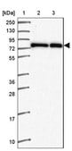 Anti-ZNF778 antibody produced in rabbit Prestige Antibodies&#174; Powered by Atlas Antibodies, affinity isolated antibody, buffered aqueous glycerol solution