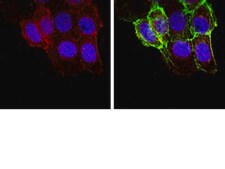 Anti-Erythropoietin Antibody, clone 1C8 clone 1C8, Chemicon&#174;, from mouse