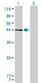 Monoclonal Anti-YY1 antibody produced in mouse clone 2C4, purified immunoglobulin, buffered aqueous solution