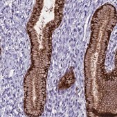 Anti-PRR15 antibody produced in rabbit Prestige Antibodies&#174; Powered by Atlas Antibodies, affinity isolated antibody, buffered aqueous glycerol solution