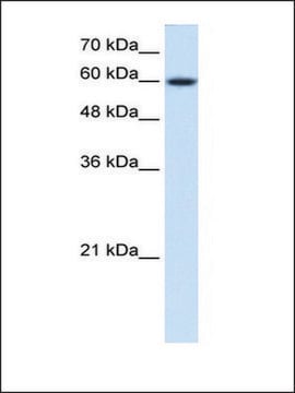 Anti-NR4A3 antibody produced in rabbit affinity isolated antibody
