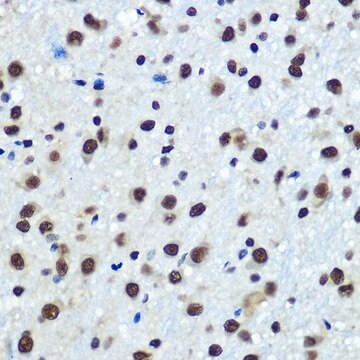 Anti-hnRNP K antibody produced in rabbit