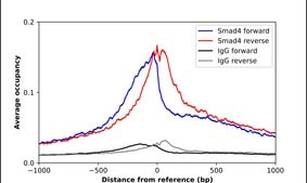 Anti-SMAD4 antibody produced in rabbit Prestige Antibodies® Powered by Atlas Antibodies, affinity isolated antibody, buffered aqueous glycerol solution