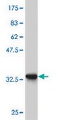 Monoclonal Anti-ZIC4 antibody produced in mouse clone 3G4, purified immunoglobulin, buffered aqueous solution