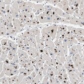 Anti-PDP1 antibody produced in rabbit Prestige Antibodies&#174; Powered by Atlas Antibodies, affinity isolated antibody, buffered aqueous glycerol solution