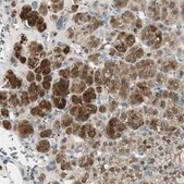 Anti-ME1 antibody produced in rabbit Prestige Antibodies&#174; Powered by Atlas Antibodies, affinity isolated antibody, buffered aqueous glycerol solution