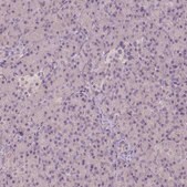 Anti-EPHB1 antibody produced in rabbit Prestige Antibodies® Powered by Atlas Antibodies, affinity isolated antibody