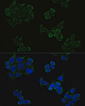 Anti-Phospho-AKT1-T308 antibody produced in rabbit