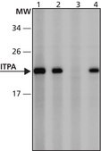 Anti-ITPA (41-55) antibody produced in rabbit IgG fraction of antiserum, buffered aqueous solution