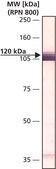 Anti-V5 antibody produced in rabbit IgG fraction of antiserum