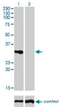 Monoclonal Anti-TNFRSF7 antibody produced in mouse clone 1E2-A3, purified immunoglobulin, buffered aqueous solution