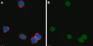 Anti-Zfp64 Antibody, clone 3B22 ZooMAb® Rabbit Monoclonal recombinant, expressed in HEK 293 cells