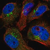 Anti-COPE antibody produced in rabbit Prestige Antibodies&#174; Powered by Atlas Antibodies, affinity isolated antibody, buffered aqueous glycerol solution