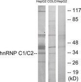 Anti-HNRNP C1 antibody produced in rabbit affinity isolated antibody