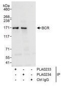 Rabbit anti-BCR Antibody, Affinity Purified Powered by Bethyl Laboratories, Inc.