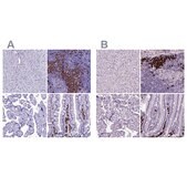 Anti-MZB1 antibody produced in rabbit Prestige Antibodies® Powered by Atlas Antibodies, affinity isolated antibody, buffered aqueous glycerol solution