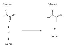 D-Lactic Dehydrogenase from Lactobacillus leichmannii lyophilized powder, 150-500 units/mg protein