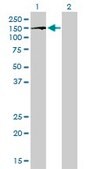 Monoclonal Anti-BUB1B antibody produced in mouse clone 2G5, purified immunoglobulin, buffered aqueous solution