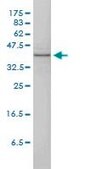 Monoclonal Anti-MAPK13 antibody produced in mouse clone 2C10-1C7, purified immunoglobulin, buffered aqueous solution