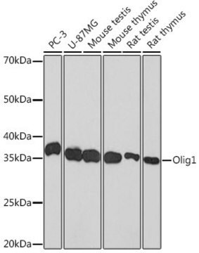 Anti-Olig1 antibody produced in rabbit