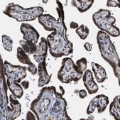 Anti-PA2G4 antibody produced in rabbit Prestige Antibodies&#174; Powered by Atlas Antibodies, affinity isolated antibody, buffered aqueous glycerol solution