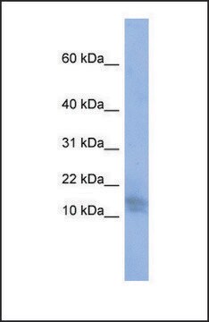 Anti-BRWD1, (N-terminal) antibody produced in rabbit affinity isolated antibody