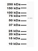 Anti-SLC7A1 antibody produced in rabbit affinity isolated antibody