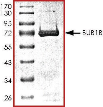BUB1B, active, GST tagged human PRECISIO&#174;, recombinant, expressed in baculovirus infected Sf9 cells, &#8805;70% (SDS-PAGE), buffered aqueous glycerol solution