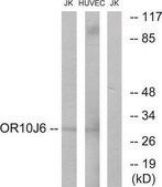 Anti-OR10J6 antibody produced in rabbit affinity isolated antibody