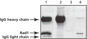 Anti-RAD1, C-terminal antibody produced in rabbit IgG fraction of antiserum, buffered aqueous solution