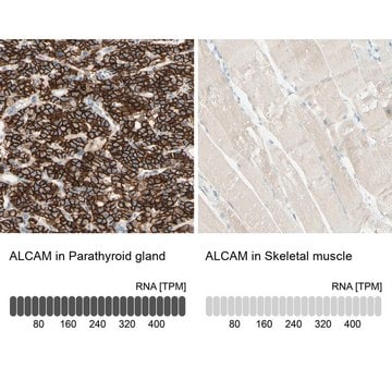 Anti-ALCAM antibody produced in rabbit Prestige Antibodies&#174; Powered by Atlas Antibodies, affinity isolated antibody, buffered aqueous glycerol solution