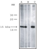 抗 磷酸化组蛋白 H2AX (pSer 139 ) 兔抗 IgG fraction of antiserum, buffered aqueous solution