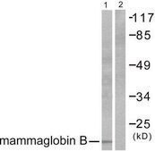 Anti-Mammaglobin B antibody produced in rabbit affinity isolated antibody