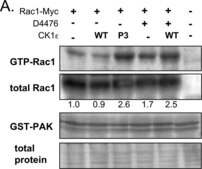 Anti-Rac1 Antibody, clone 23A8 clone 23A8, Upstate®, from mouse