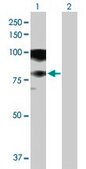 Anti-ASCC2 antibody produced in mouse purified immunoglobulin, buffered aqueous solution